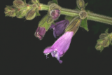 Salvia przewalskii RCP7-08 2.jpg
